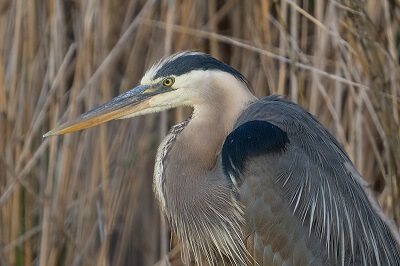 Ardea Herodias